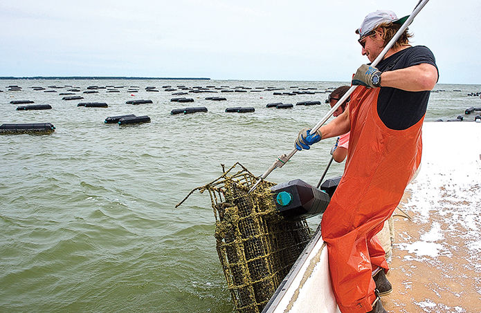 Open water oyster farming